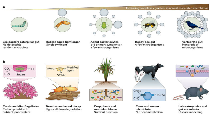 Scientific illustration of hologenomic research concepts