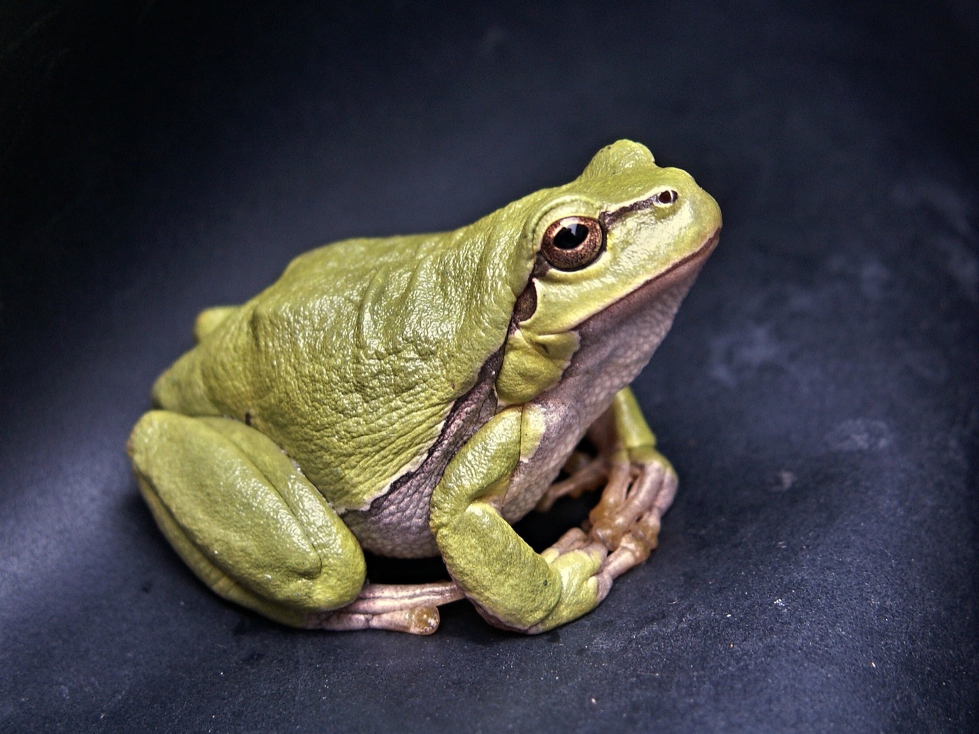 A green tree frog on a dark background