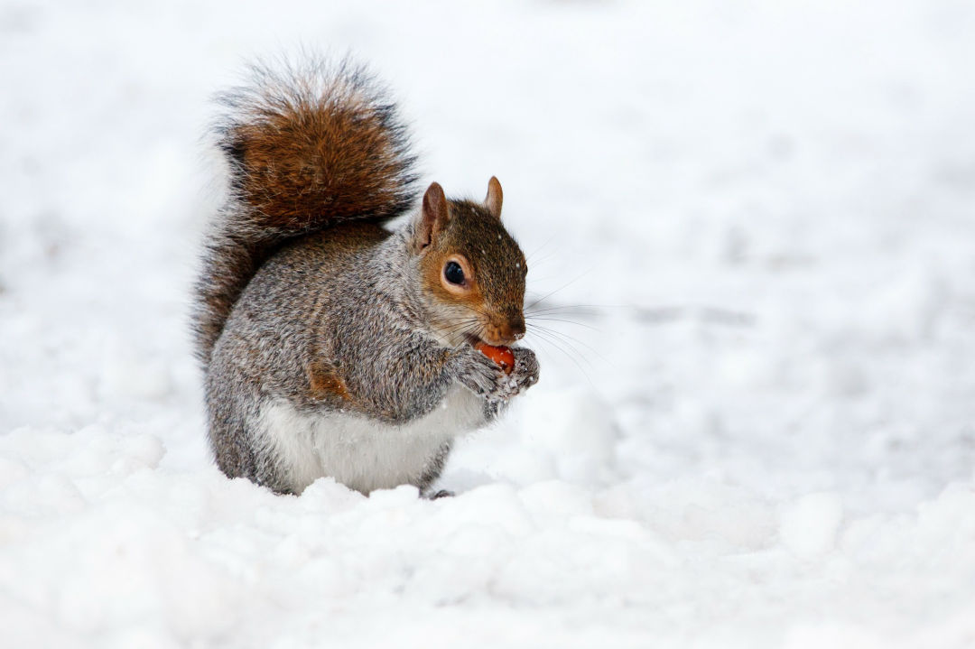 A wild squirrel in a snowy landscape