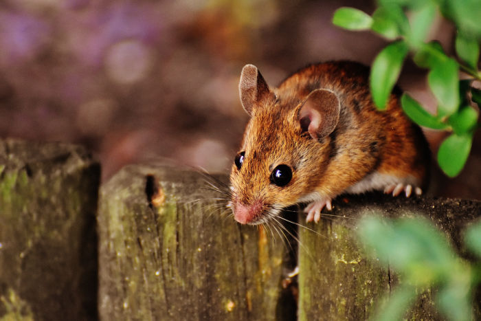 A wood mouse in its natural habitat