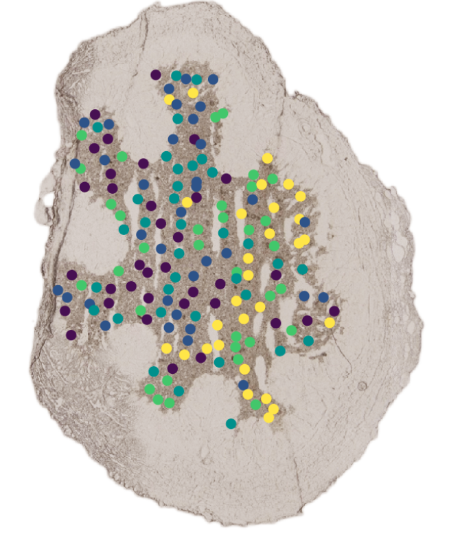 Spatial map of microbial observations across a tissue section