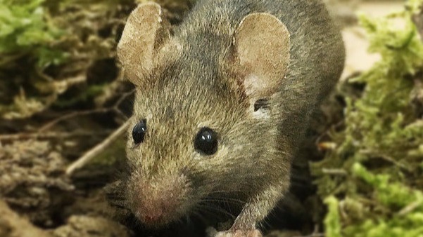 Laboratory mouse